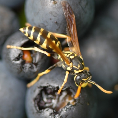 Fruehburgunder ANT 0370